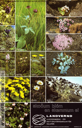 Landvernd Island blom 1982 affisch Blommor och växter Affischen från: Iceland